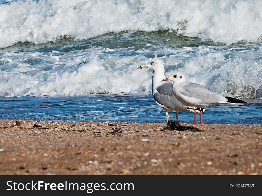 Seagull on the beach