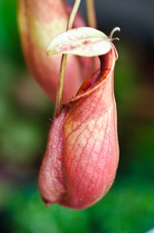 The Nepenthes Royalty Free Stock Photo The Nepenthes Royalty Free Stock Photo