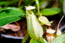 The Nepenthes Stock Image The Nepenthes Stock Image