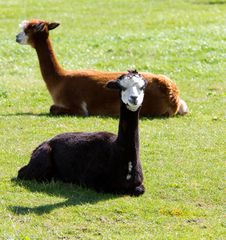 Brown And Black Alpaca Stock Photos Brown And Black Alpaca Stock Photos
