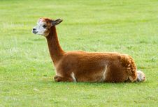 Brown Alpaca Lying In A Field Stock Photography Brown Alpaca Lying In A Field Stock Photography