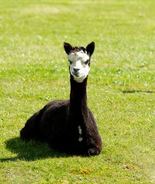 Black Alpaca In A Field Stock Photos Black Alpaca In A Field Stock Photos
