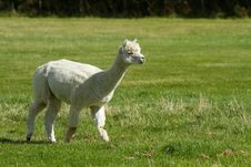 White Alpaca In A Field Stock Images White Alpaca In A Field Stock Images