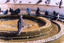 Beautiful Bird Stock Photo Beautiful Bird Stock Photo