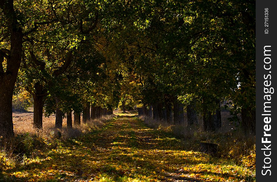 Maple avenueÂ´s beauty in a sunny autumn day. Uppland, Sweden. Maple avenueÂ´s beauty in a sunny autumn day. Uppland, Sweden