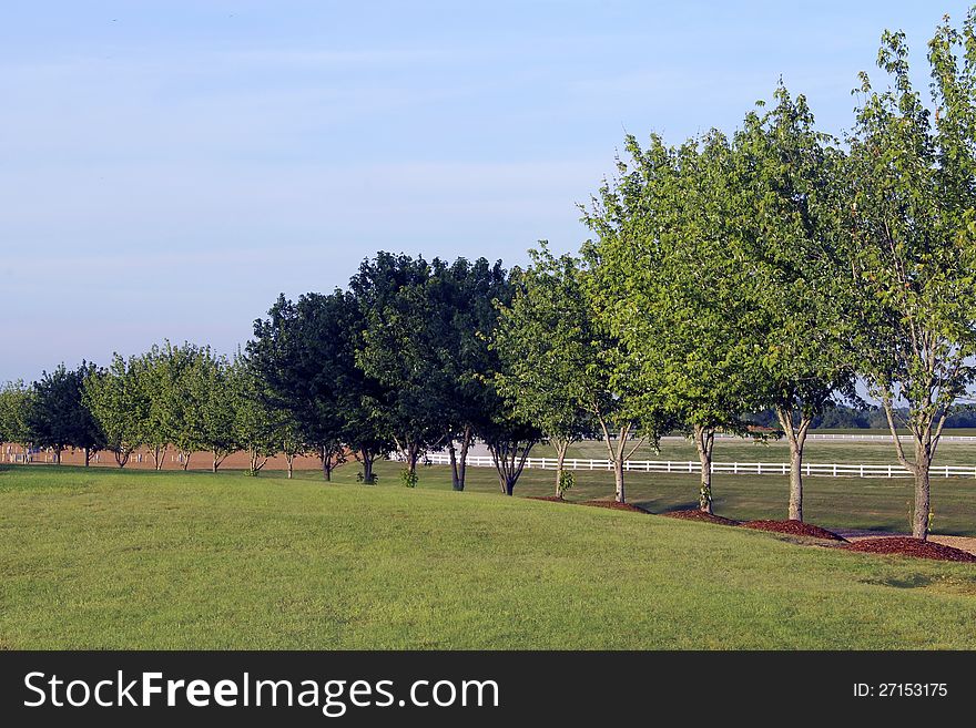 Trees line the grassy field in a perfect row with blue skies and white fence as a backdrop. Trees line the grassy field in a perfect row with blue skies and white fence as a backdrop