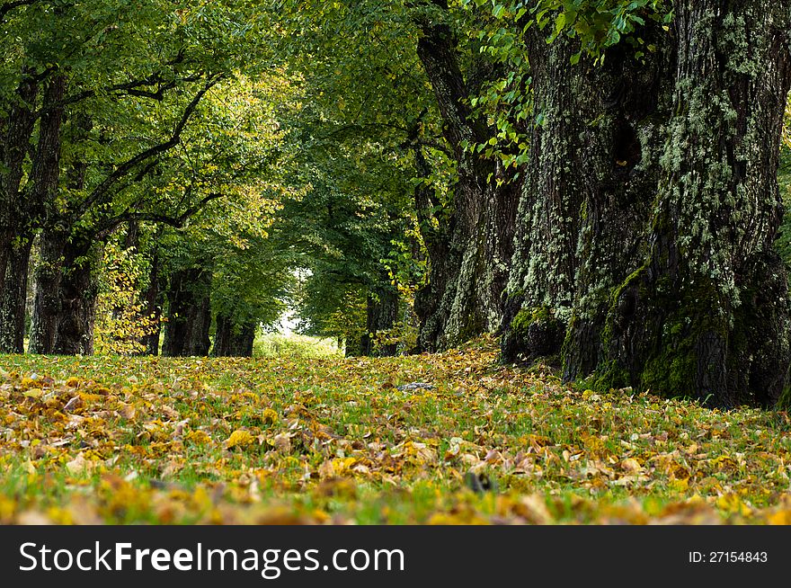 The true colors of the starting autumn. Shot taken in a park in Western Finland. The true colors of the starting autumn. Shot taken in a park in Western Finland.