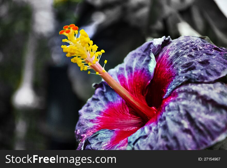 Purple hibiscus flower