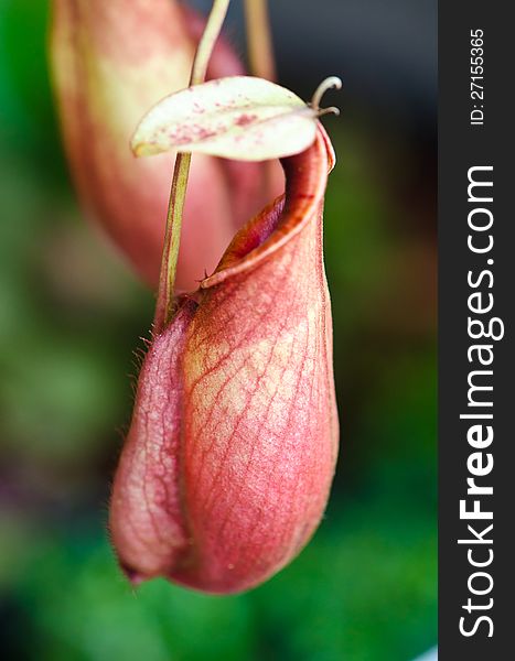 The Nepenthes , carnivorous pitcher plant in rain forest.