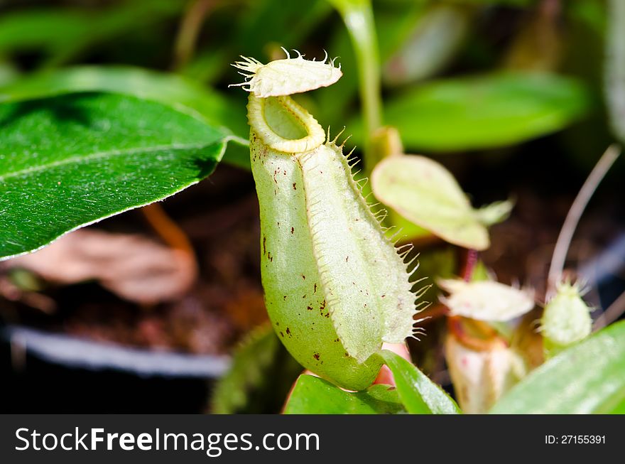 The Nepenthes