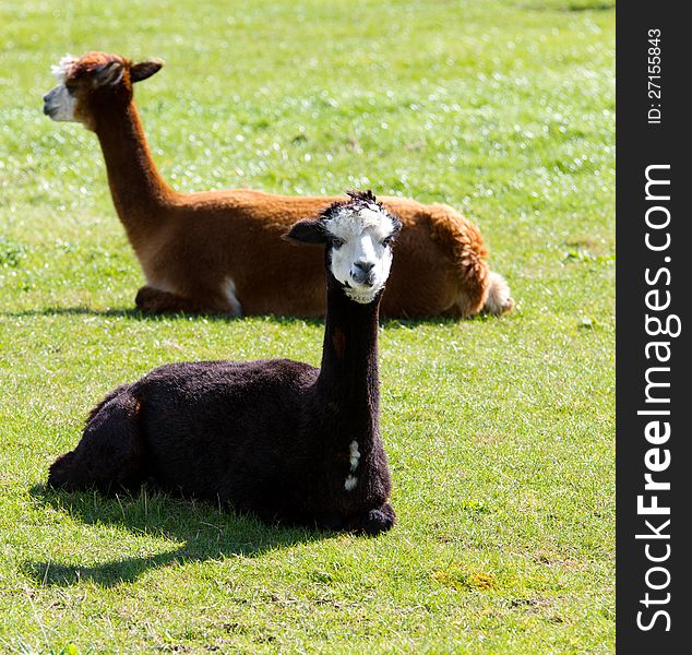 An alpaca resembles a small llama in appearance and their wool is used for making knitted and woven items such as blankets, sweaters, hats, gloves and scarves. An alpaca resembles a small llama in appearance and their wool is used for making knitted and woven items such as blankets, sweaters, hats, gloves and scarves