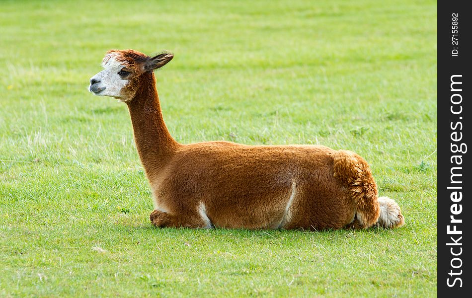 Brown Alpaca lying in a field