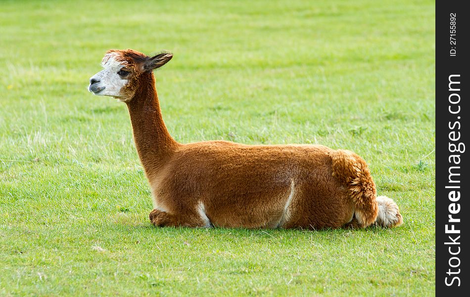 Brown Alpaca Lying In A Field