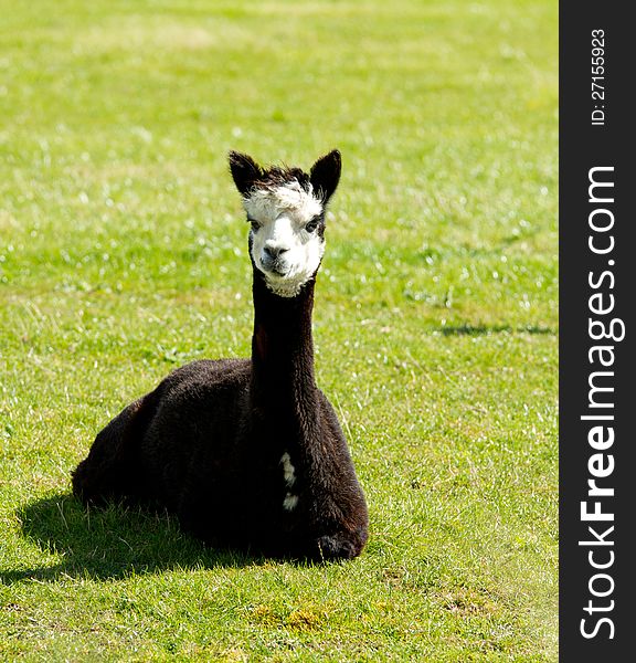 Black Alpaca in a field