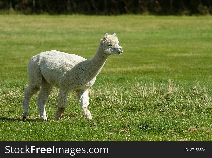 White Alpaca in a field
