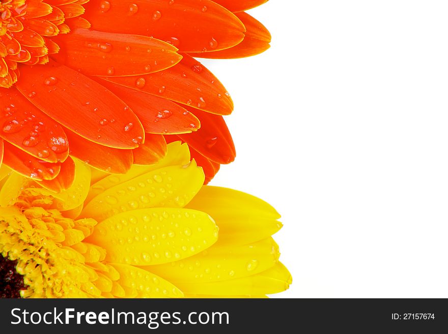 Orange and Yellow Gerbera Flowers