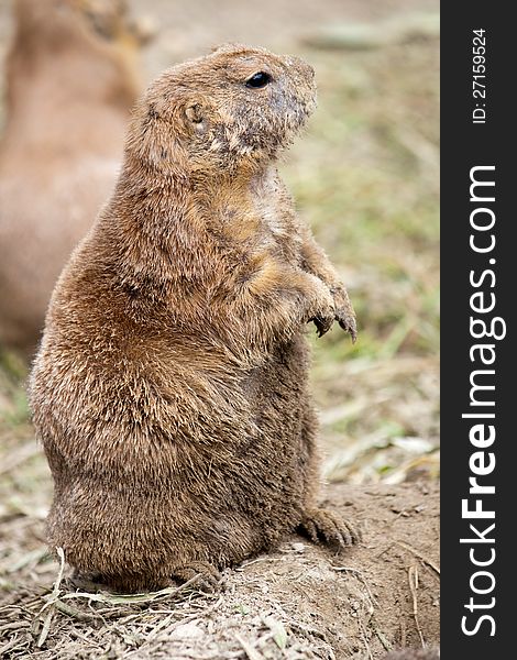 Black-tailed prairie dog