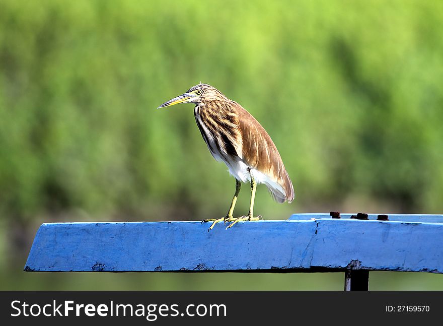 A squacco heron anxiously waiting for the catch