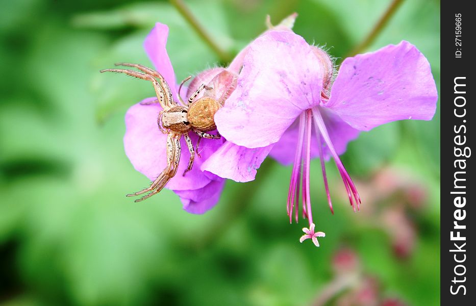 Misumena vatia spider hunting