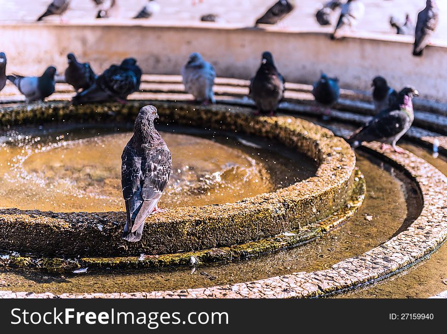 Beautiful bird sitting on the edge of a fountain