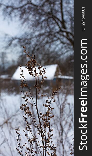 A Close-up Photo Of A Frozen Flower Plant With A Blurry Winter Rustic Landscape In The Background.