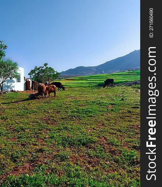 Sheep and cows on lush green pastures a journey into the heart of rural charm and natural splendor