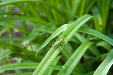 Green Grasshopper Insect On A Long Leaf. Sunny Day, Bright Photo. Locust. Royalty Free Stock Photo