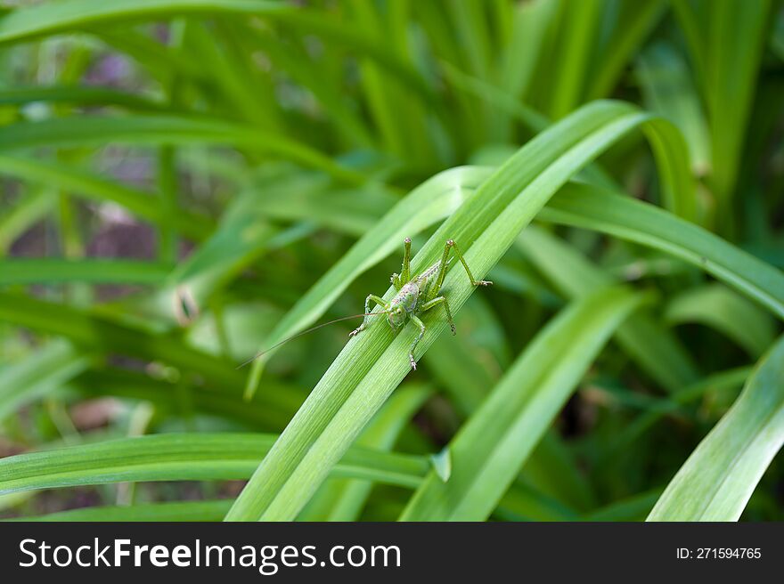 Green grasshopper insect on a long leaf. Sunny day, bright photo. Locust.