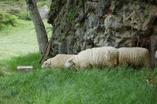Sheeps In The Countryside Royalty Free Stock Photography Sheeps In The Countryside Royalty Free Stock Photography