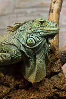Green Iguana On Top Of The Tree Royalty Free Stock Images