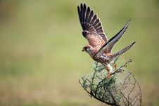 Falcon Taking Off Royalty Free Stock Image Falcon Taking Off Royalty Free Stock Image