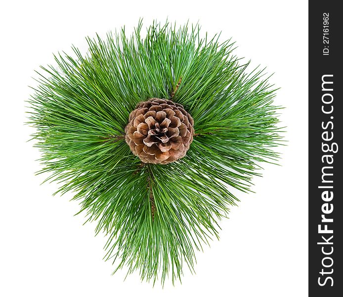 Pine cone in the green branches of pine needles. Pine cone in the green branches of pine needles.