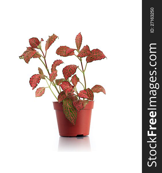 Potted flower with red leaves on white background. Clipping path is included. Potted flower with red leaves on white background. Clipping path is included