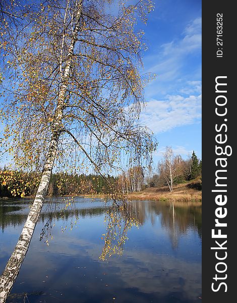 Autumn landscape. Birch with yellow leaves against blue sky and lake. Autumn landscape. Birch with yellow leaves against blue sky and lake