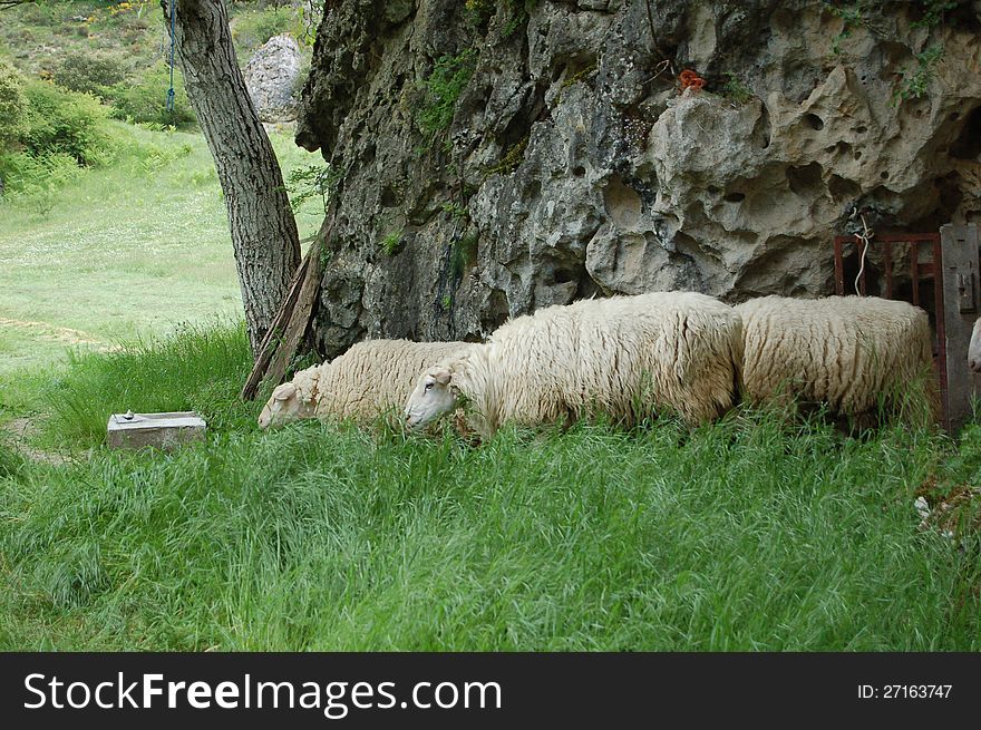 Sheeps in the countryside in Navarra (Spain)