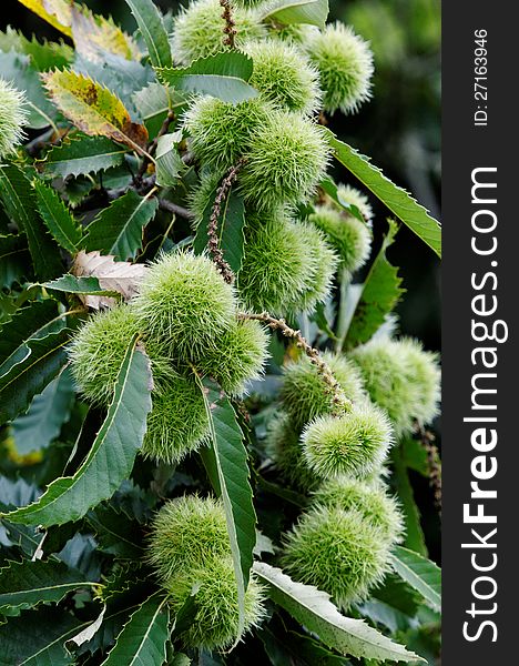 Horse Chesnut Tree Branch With Conkers