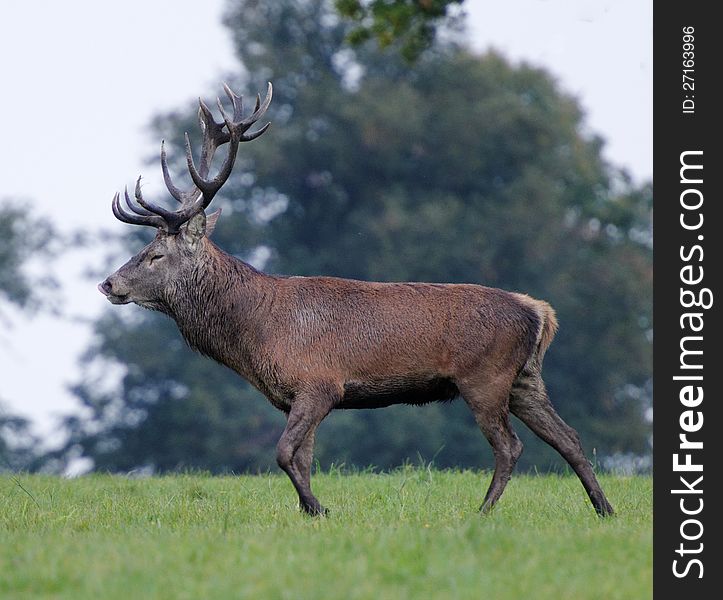 Male Deer Rut