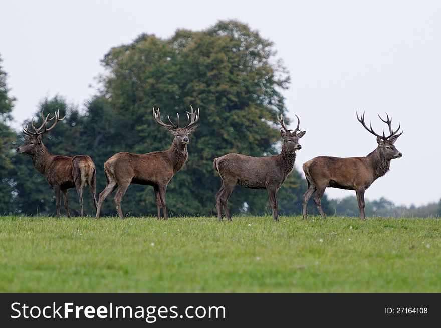 Deers rut in Autumn