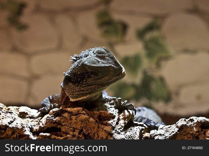 The water dragon tends the head to see what lies on the stone. The water dragon tends the head to see what lies on the stone.