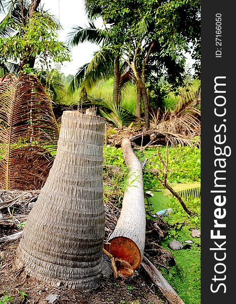 Dead coconut tree was cut before replacing with a young new one. Dead coconut tree was cut before replacing with a young new one.