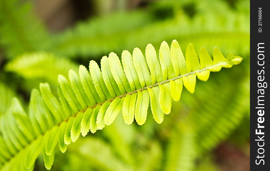 Fresh Green Fern Leafs