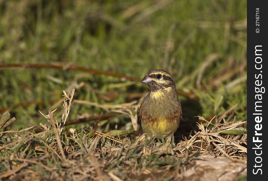 Cirl bunting in between the greens