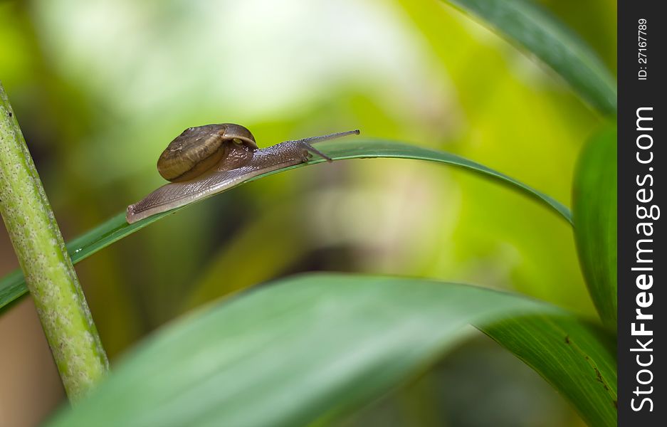 Snail On A Grass Leaf