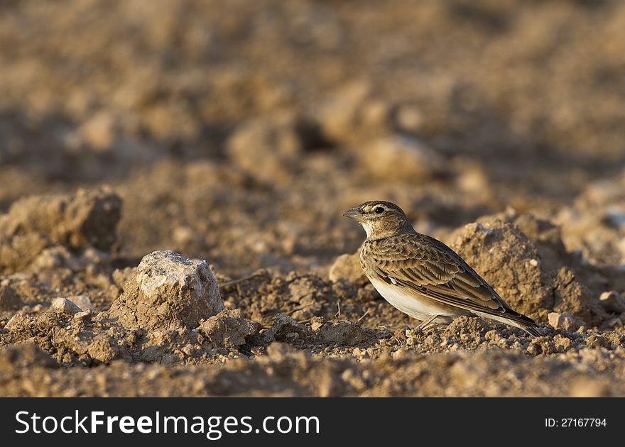 Calandra lark is searching for food