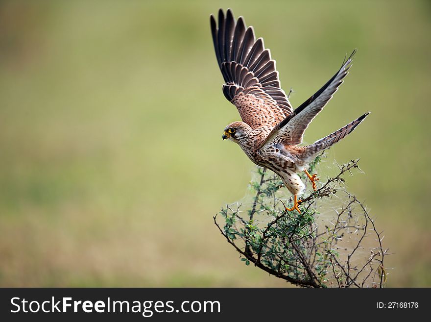 Falcon Taking Off