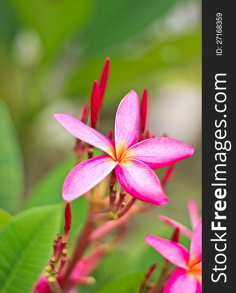 Pink frangipani flowers on a tree in the garden.