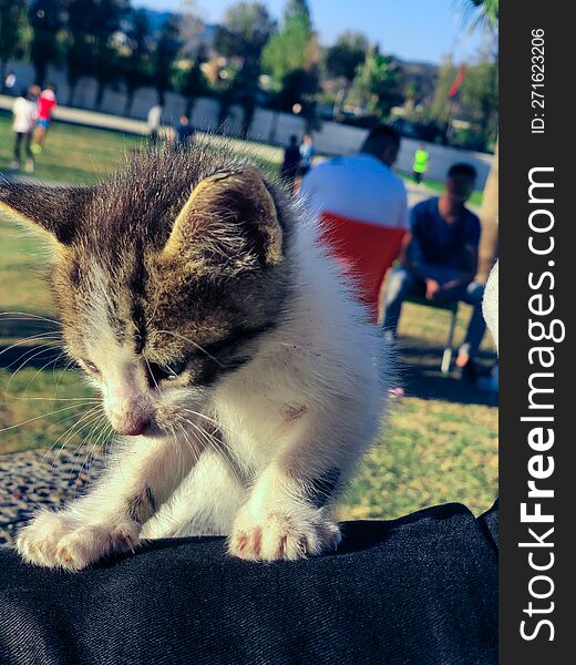 Adorable kitten playful moments a window into the soul of these mischievous and curious creatures