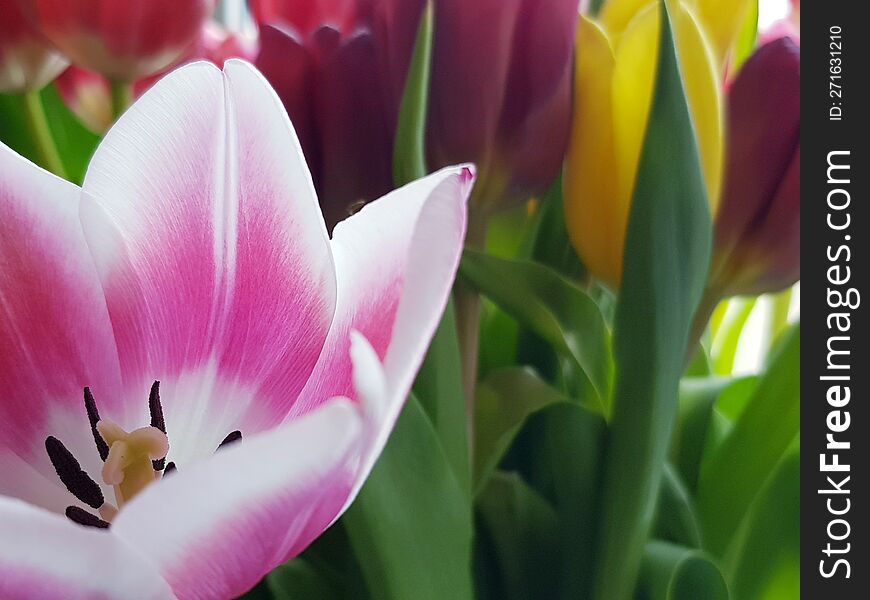 Fresh blossom tulips close -up