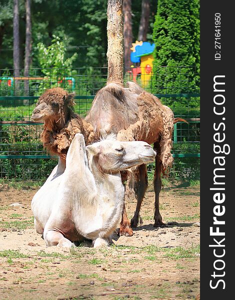 Two camels in the zoo Bucov, Ploiesti