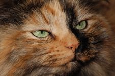 Green Cat Eyes Royalty Free Stock Photography Green Cat Eyes Royalty Free Stock Photography